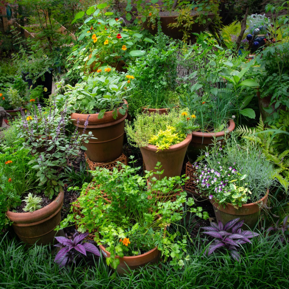 Types of Herbal Gardens